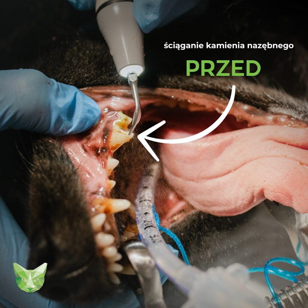 STOMATOLOGIA 469327066 18343748542180597 8384638822669893687 n