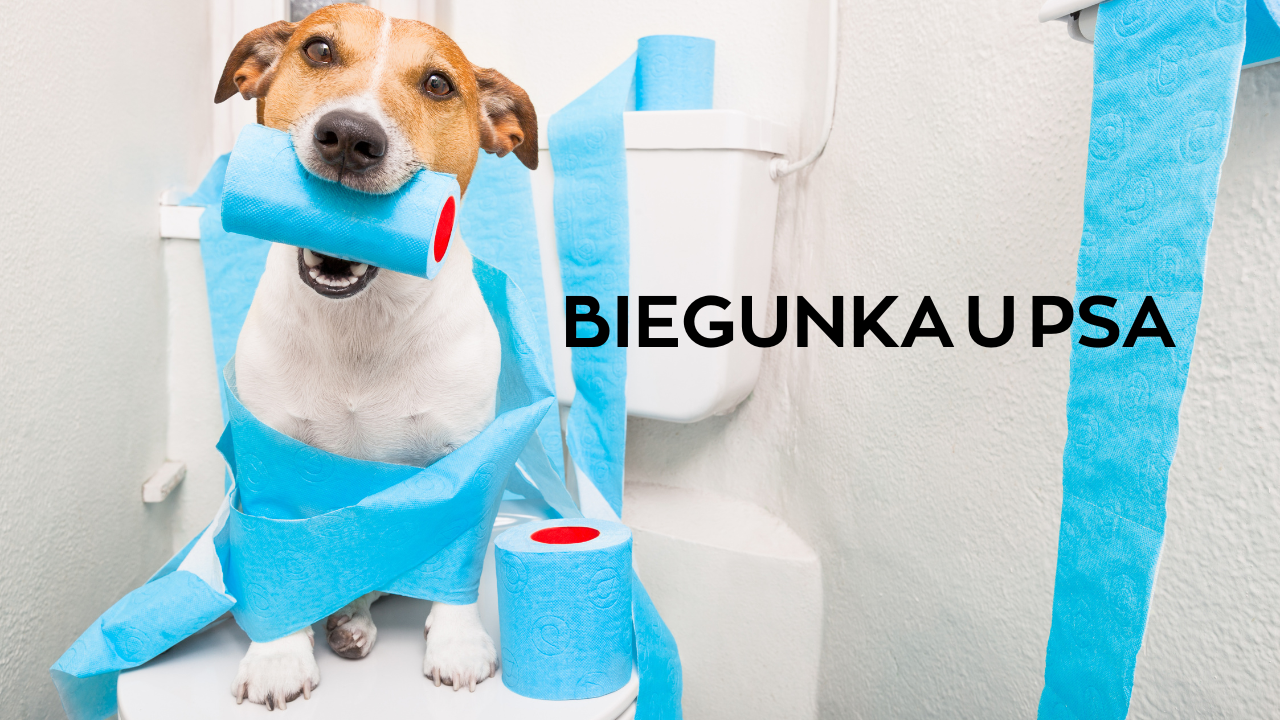 harmonogram szczepieŃ szczeniĘcia 2