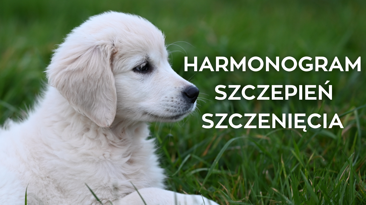 harmonogram szczepieŃ szczeniĘcia