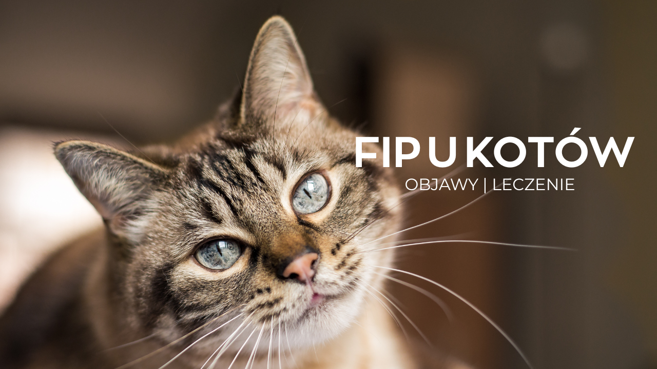 harmonogram szczepieŃ szczeniĘcia 3